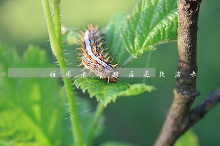 信用卡逾期后还款消卡 信用卡逾期后还款消卡