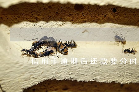 信用卡逾期后还款要分时间段吗
