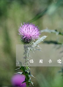 信用卡逾期后还款还会坐牢吗