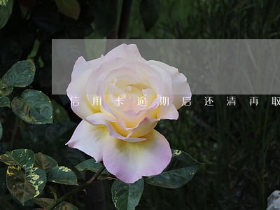 信用卡逾期后还清再取钱 信用卡逾期后还清再取钱
