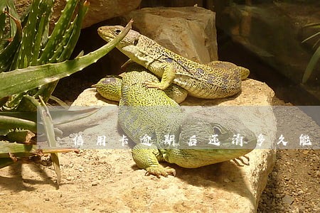 信用卡逾期后还清多久能办车贷