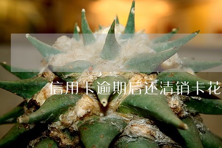 信用卡逾期后还清销卡花呗 信用卡逾期后还清销卡花呗