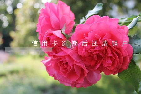 信用卡逾期后还清销户 信用卡逾期后还清销户
