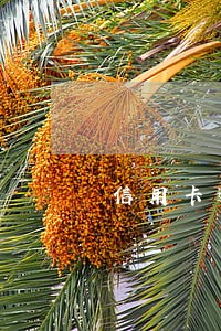 信用卡逾期后还清需要销卡吗 信用卡逾期后还清需要销卡吗