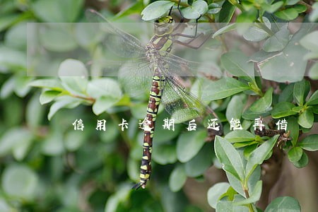 信用卡逾期后还能再借 信用卡逾期后还能再借