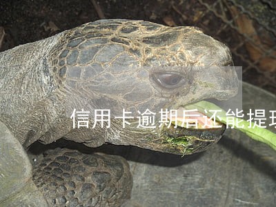 信用卡逾期后还能提现吗 信用卡逾期后还能提现吗