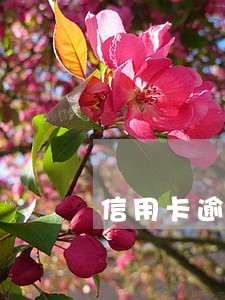 信用卡逾期后还需还款吗 信用卡逾期后还需还款吗