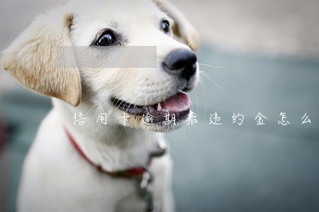 信用卡逾期后违约金怎么算 信用卡逾期后违约金怎么算
