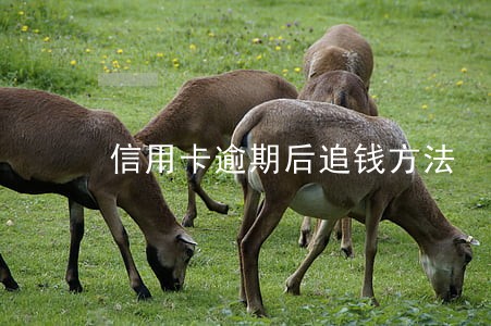 信用卡逾期后追钱方法