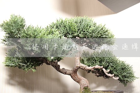 信用卡逾期后逃跑会通缉吗 信用卡逾期后逃跑会通缉吗