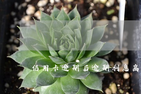 信用卡逾期后逾期利息高吗 信用卡逾期后逾期利息高吗