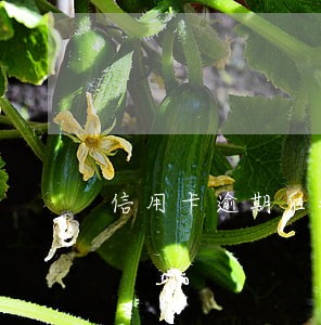 信用卡逾期后银行利息涨
