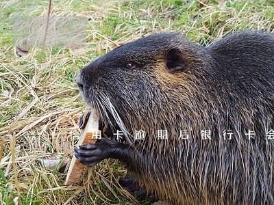 信用卡逾期后银行卡会被冻结嘛