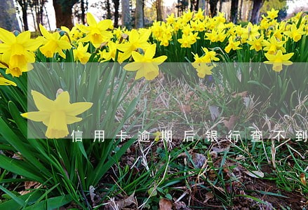 信用卡逾期后银行查不到信息了 信用卡逾期后银行查不到信息了