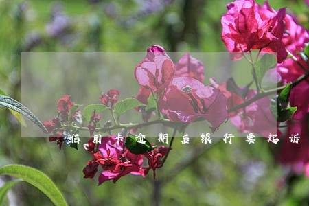 信用卡逾期后银行要起诉状 信用卡逾期后银行要起诉状