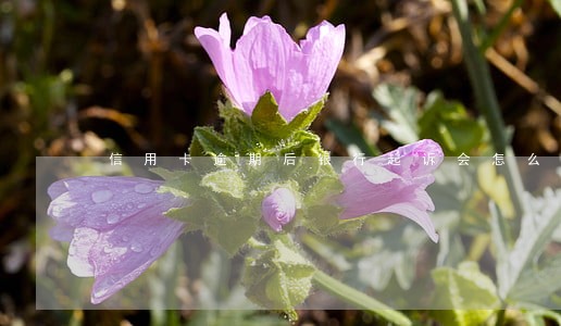 信用卡逾期后银行起诉会怎么样 信用卡逾期后银行起诉会怎么样