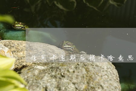 信用卡逾期后销卡啥意思 信用卡逾期后销卡啥意思