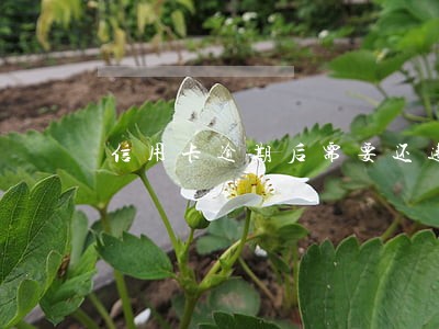 信用卡逾期后需要还违约金吗 信用卡逾期后需要还违约金吗