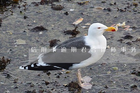 信用卡逾期君合律师事务所