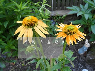 信用卡逾期吹收发子女照片