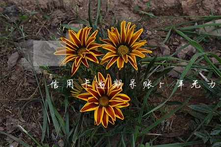 信用卡逾期呆账5年无力偿还 信用卡逾期呆账5年无力偿还