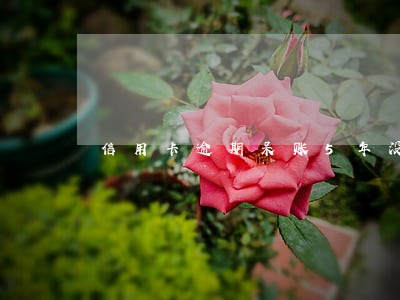 信用卡逾期呆账5年没还 信用卡逾期呆账5年没还