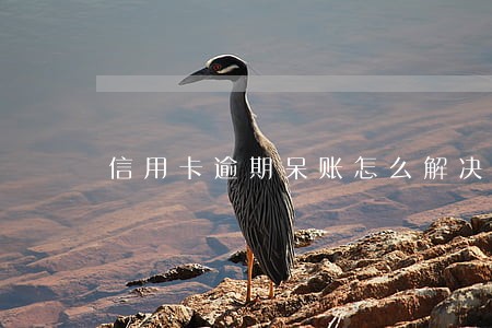 信用卡逾期呆账怎么解决 信用卡逾期呆账怎么解决