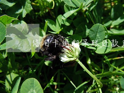 信用卡逾期呆账还款后还能用吗