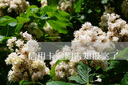 信用卡逾期告知报案了 信用卡逾期告知报案了