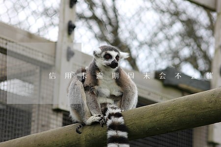 信用卡逾期周末会不会催缴