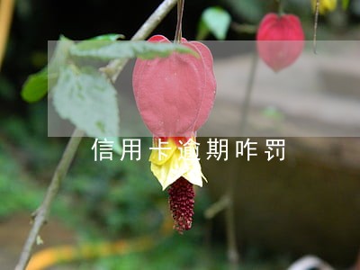 信用卡逾期咋罚