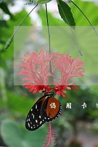 信用卡逾期和不良征信 信用卡逾期和不良征信