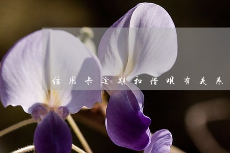 信用卡逾期和借呗有关系吗 信用卡逾期和借呗有关系吗