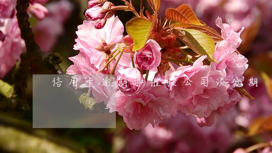 信用卡逾期和催收公司谈分期 信用卡逾期和催收公司谈分期