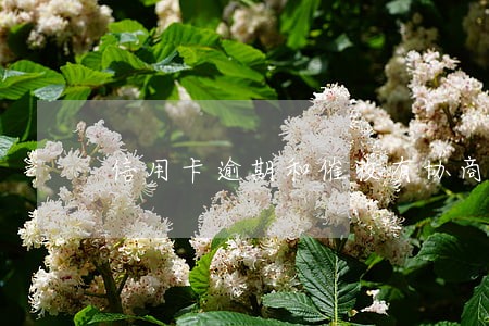 信用卡逾期和催收有协商吗