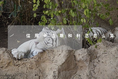 信用卡逾期和利息怎么算利息 信用卡逾期和利息怎么算利息