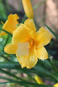 信用卡逾期和小孩上学有关系吗