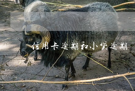 信用卡逾期和小贷逾期 信用卡逾期和小贷逾期