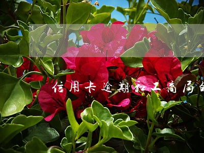 信用卡逾期和工商局的关系 信用卡逾期和工商局的关系