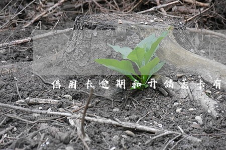 信用卡逾期和开储蓄卡有影响吗 信用卡逾期和开储蓄卡有影响吗