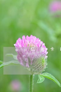信用卡逾期和当兵有关系吗