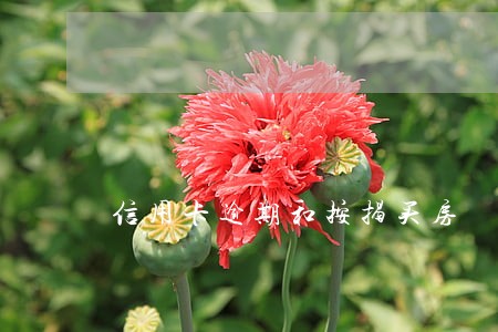 信用卡逾期和按揭买房 信用卡逾期和按揭买房