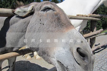 信用卡逾期和政审 信用卡逾期和政审