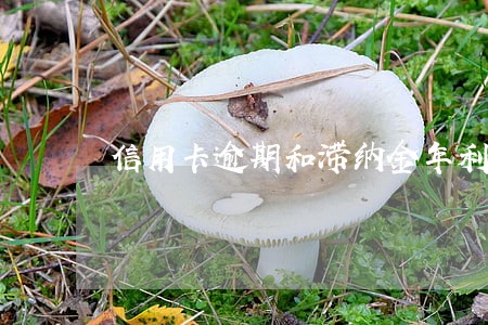 信用卡逾期和滞纳金年利率