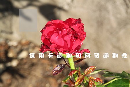 信用卡逾期和网贷逾期性质一样 信用卡逾期和网贷逾期性质一样