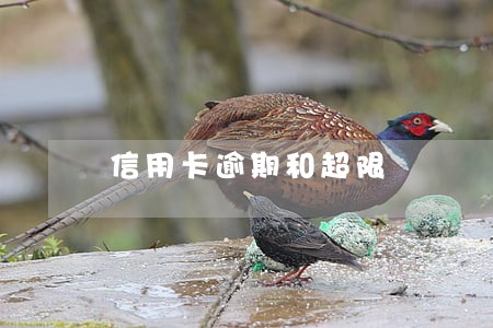 信用卡逾期和超限 信用卡逾期和超限