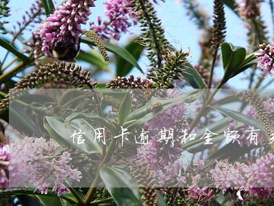 信用卡逾期和金额有关系吗 信用卡逾期和金额有关系吗