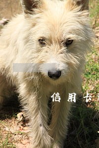 信用卡逾期和银行分期怎么办
