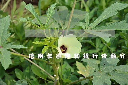 信用卡逾期和银行协商分期的区别