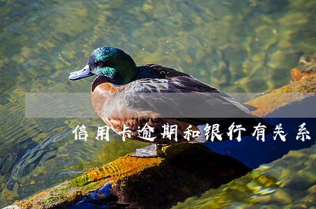 信用卡逾期和银行有关系吗 信用卡逾期和银行有关系吗